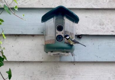 My brief romance with an AI bird feeder