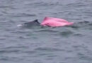 Rare pink dolphins spotted off Oman’s coast in viral video