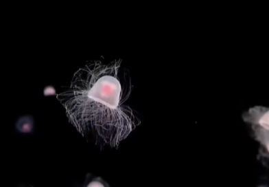 Scientists Look to ‘Immortal’ Jellyfish for Secrets to Reversing Human Aging