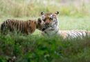 Man dies after entering tiger enclosure at wildlife park