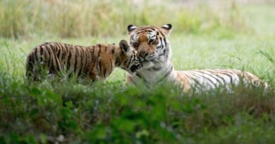 Man dies after entering tiger enclosure at wildlife park