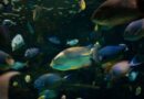 Most marine protected areas fail to curb fishing: study