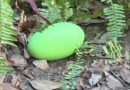 Adelaide Zoo celebrates 1st bright green cassowary eggs in decades