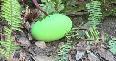 Adelaide Zoo celebrates 1st bright green cassowary eggs in decades